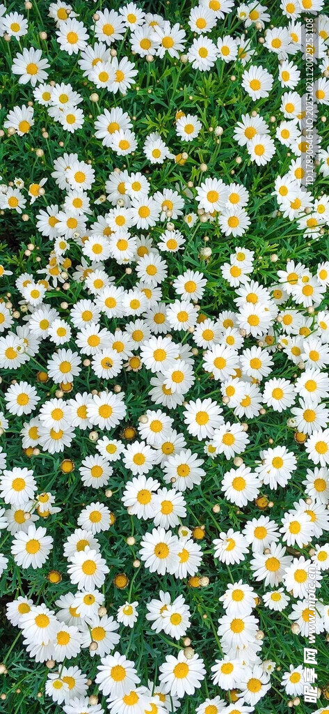 绿色背景上的白色小雏菊