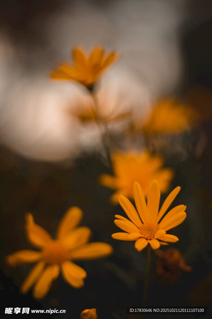 黄色小花特写