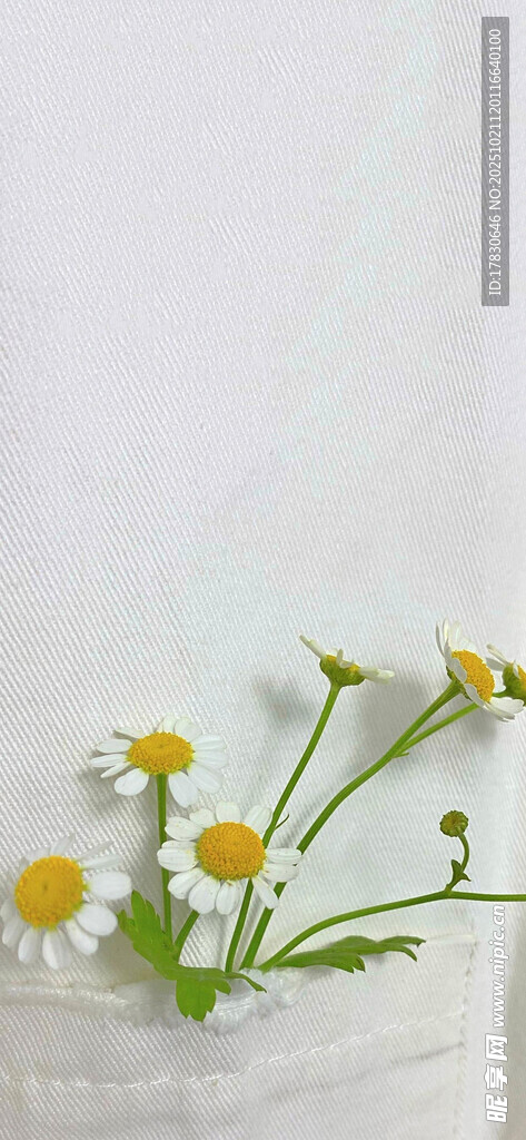白色花瓶中的清新小雏菊