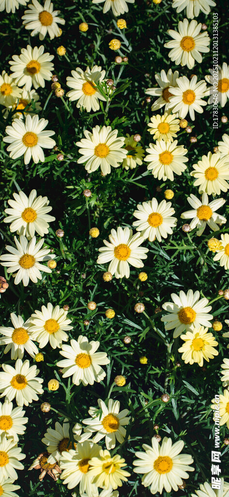 小雏菊花卉特写画面