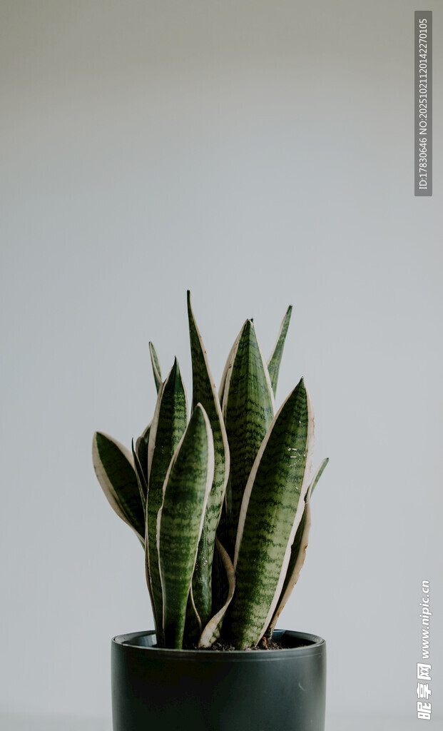 简约盆栽虎皮兰