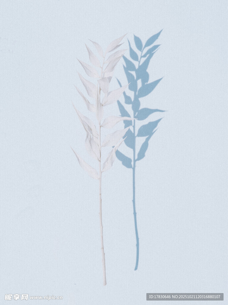 简约双枝植物插画