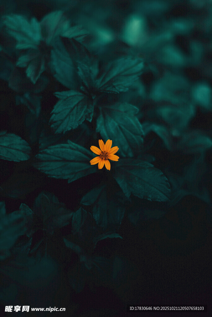 绿叶丛中一朵亮眼小花