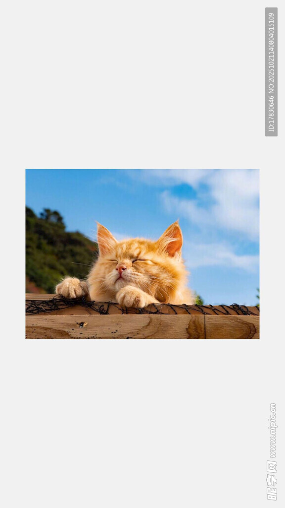 趴着的猫咪沐浴在阳光下