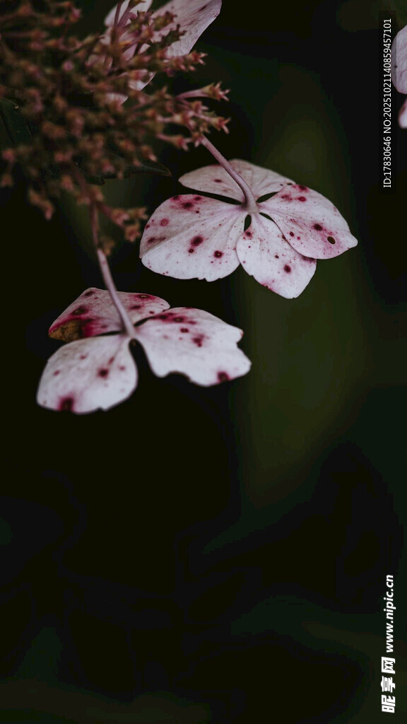 娇艳粉白花朵特写