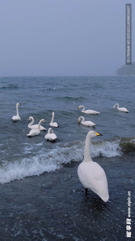 海边群鸟嬉戏