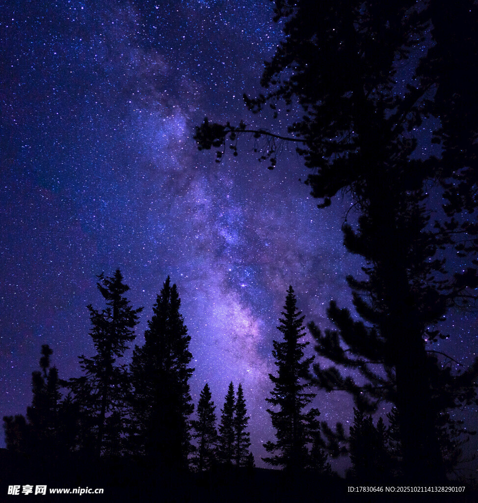 夜空下的森林与璀璨星河