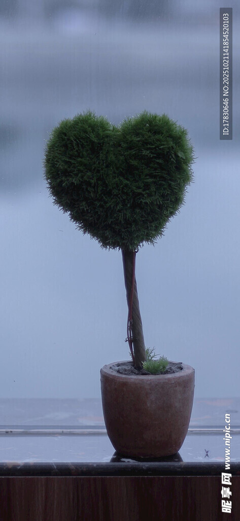 心形盆栽萌趣绿植小景