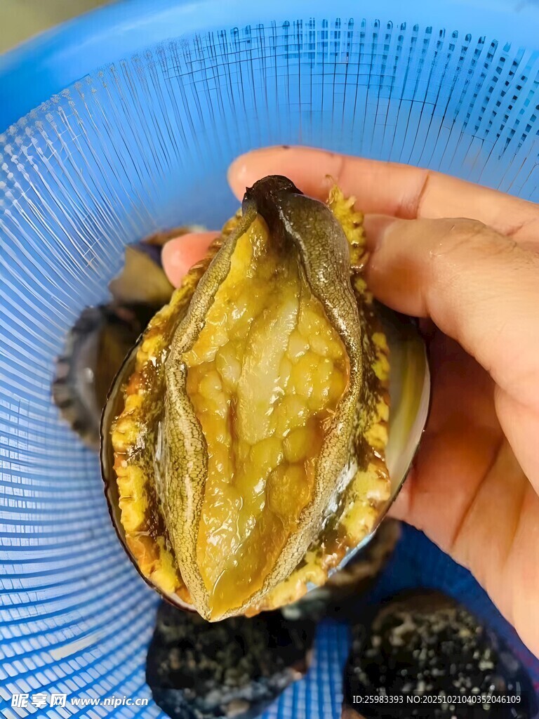 鲍鱼