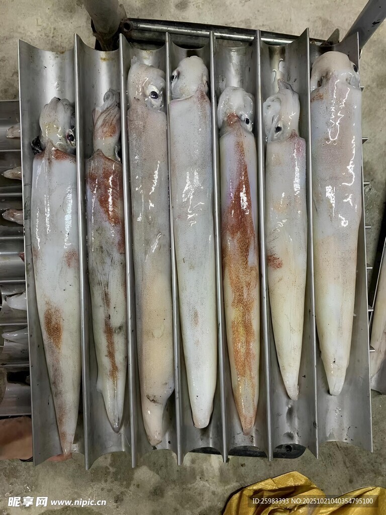鱿鱼