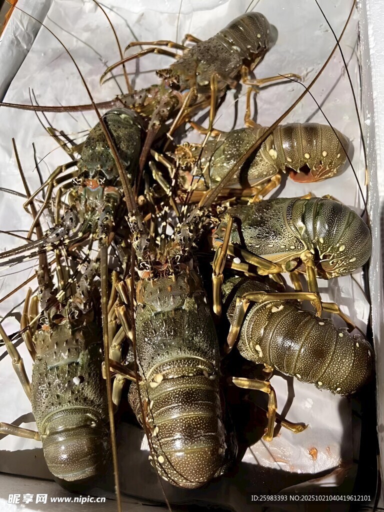 青龙虾