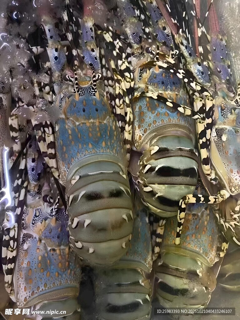 花龙虾