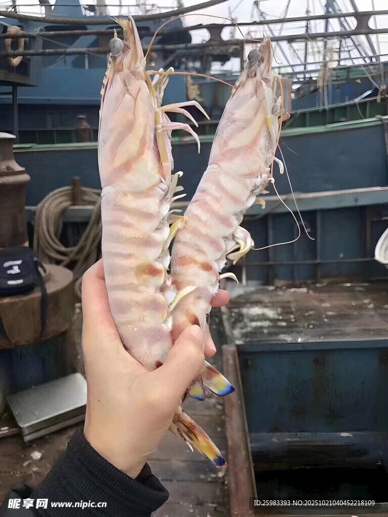 斑节虾