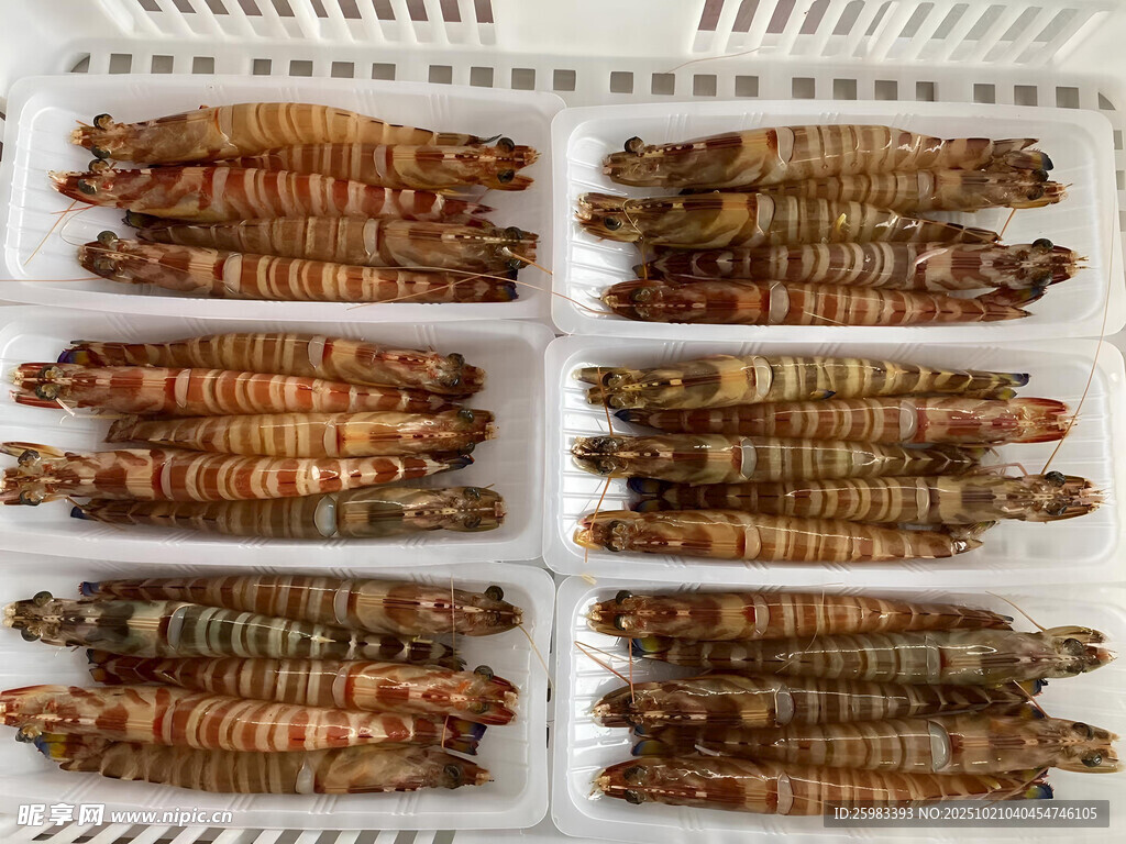 斑节虾