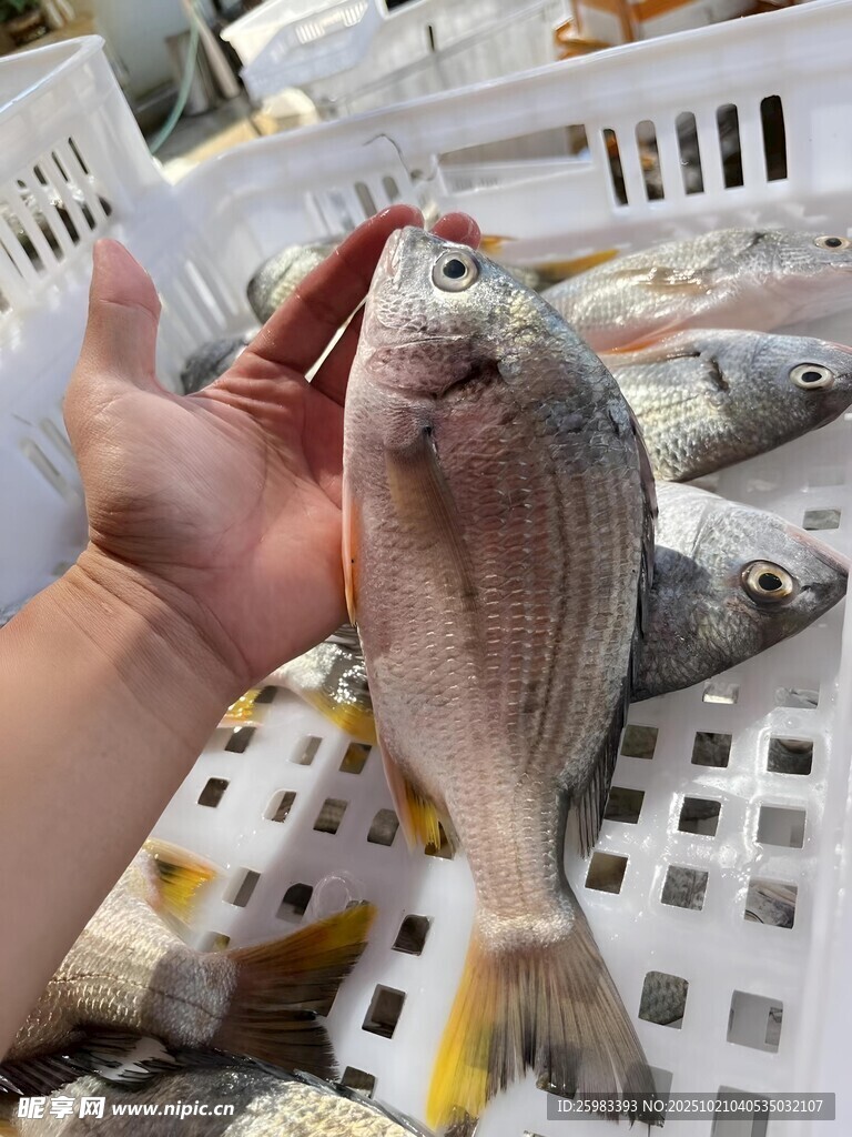 黄翅鱼