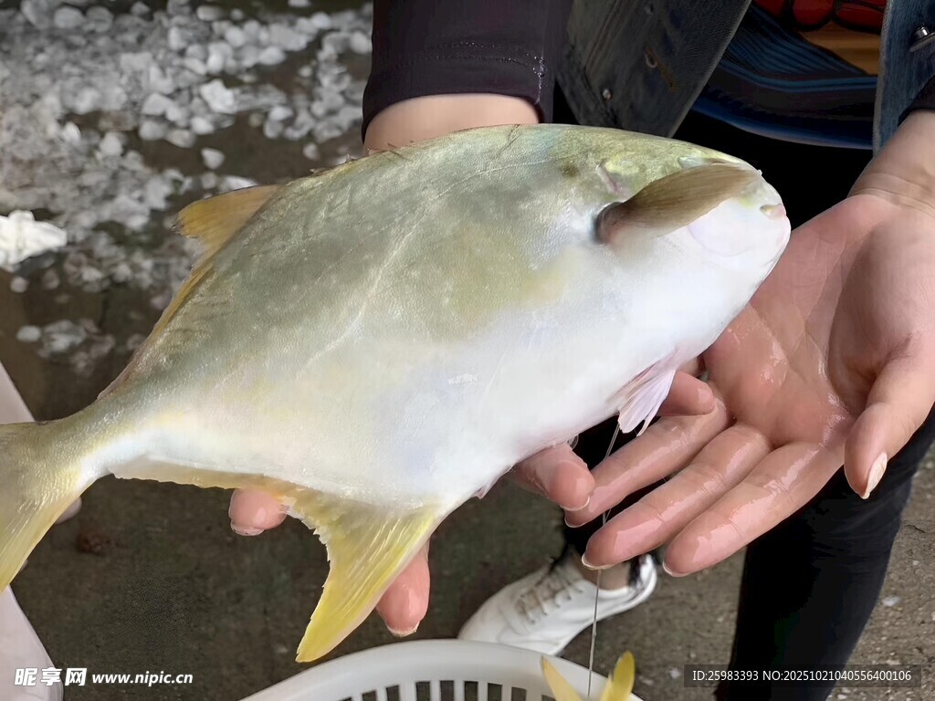 黄鳍鲳鱼