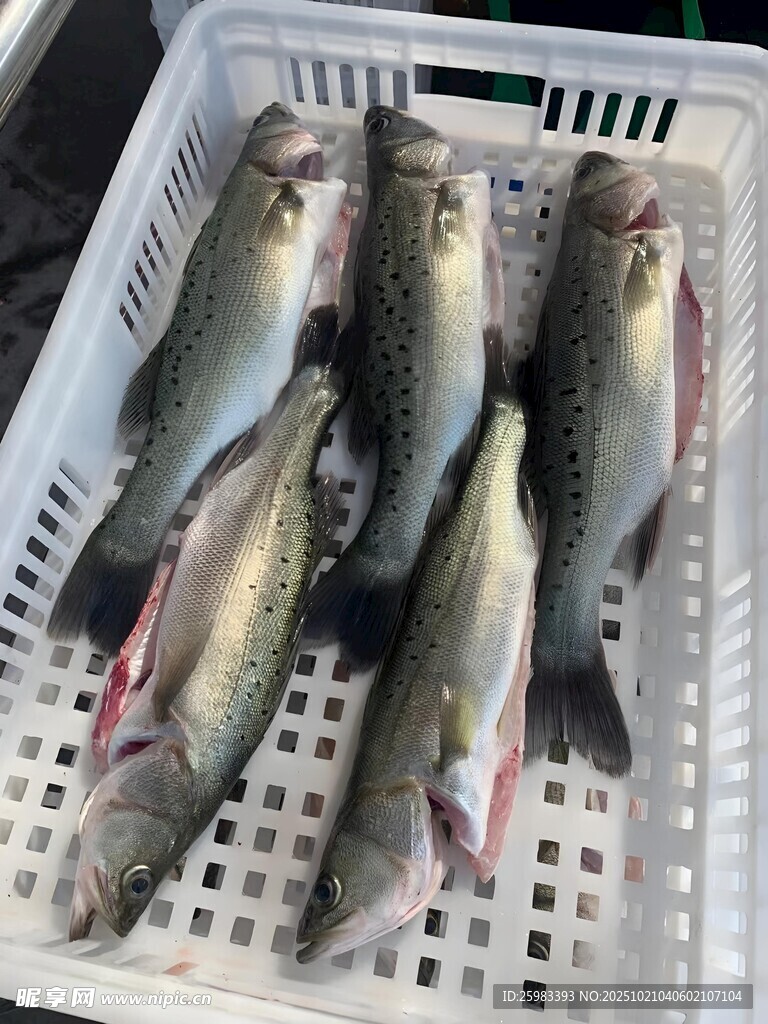 鲈鱼