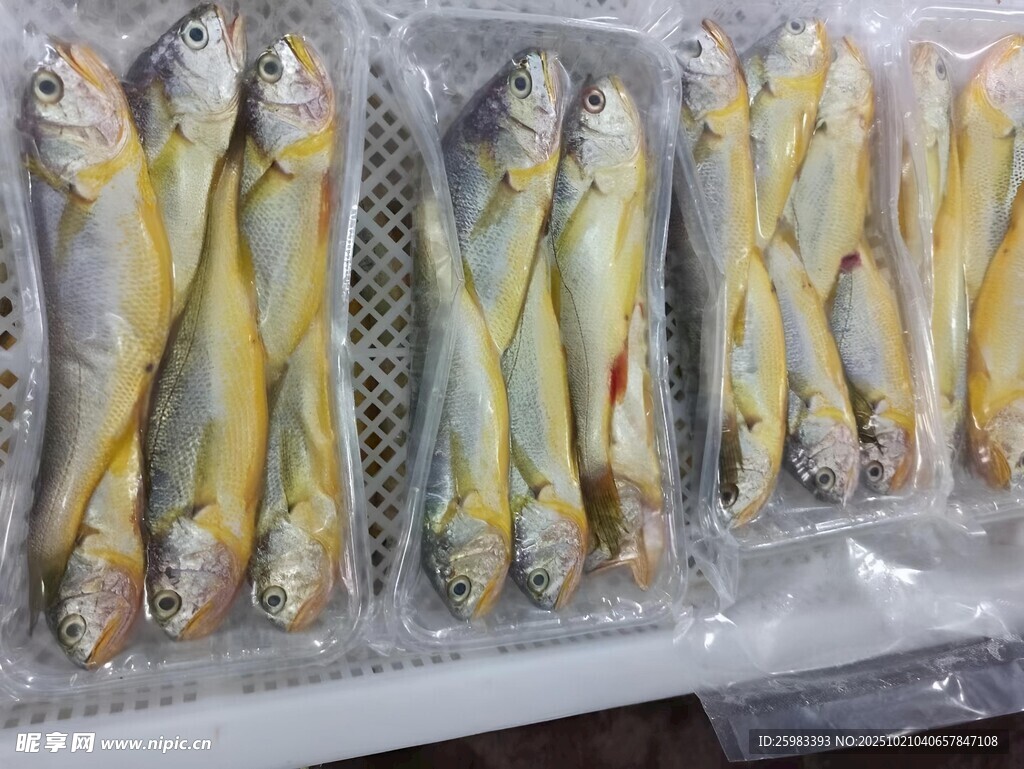 小黄鱼
