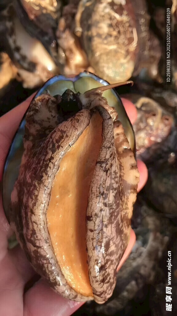 鲍鱼