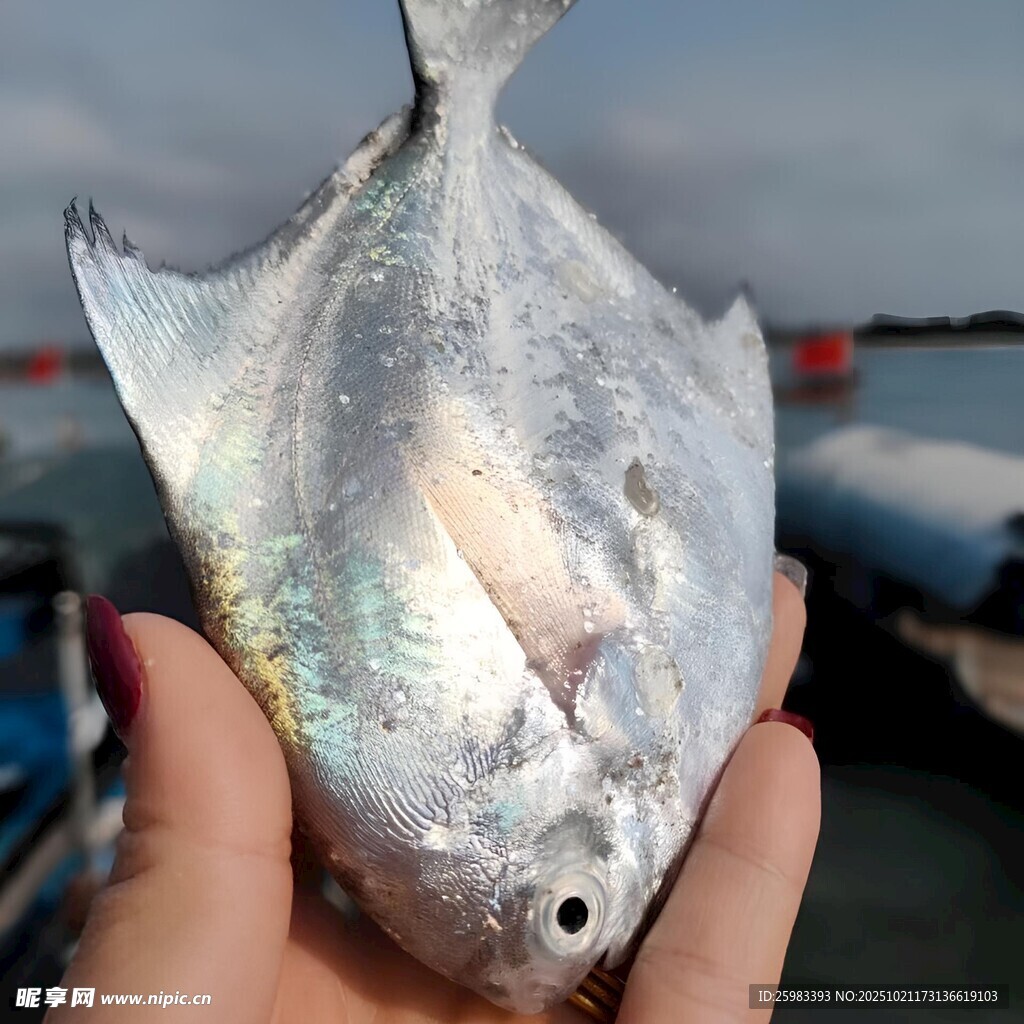银鲳鱼