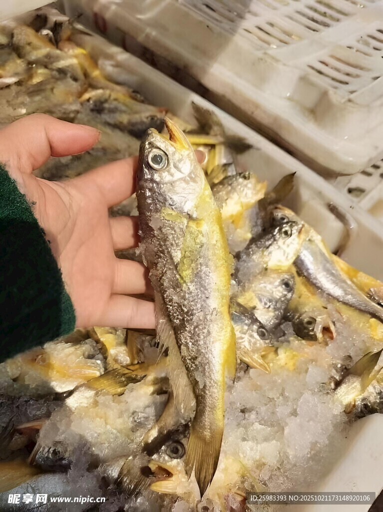 小黄鱼