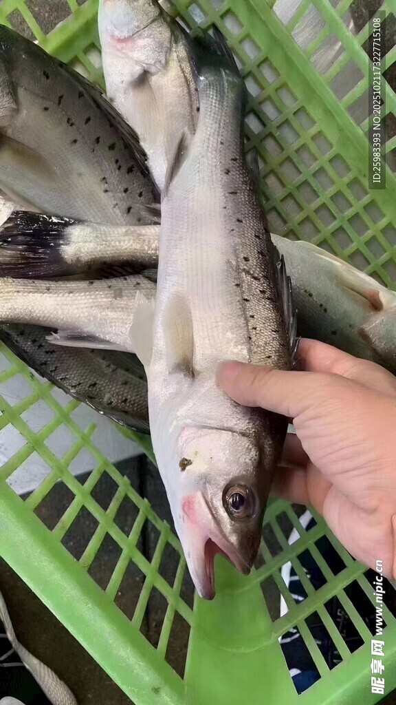 鲈鱼