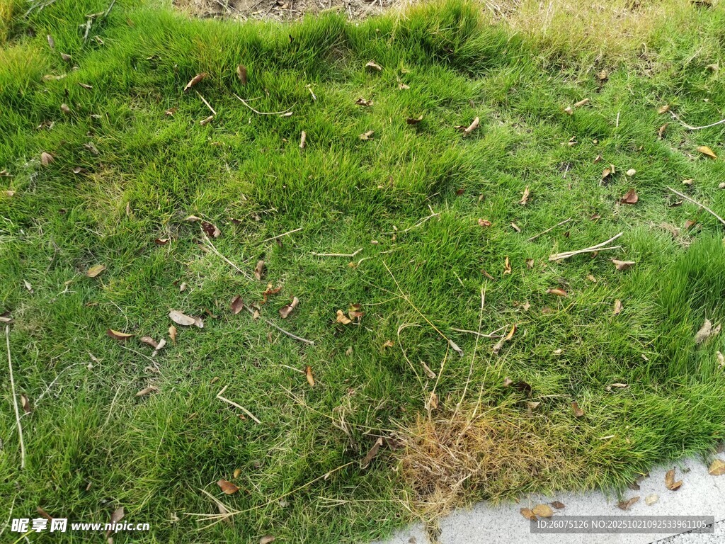 翠绿草地生机盎然