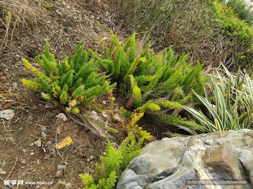 山坡上的绿色植物景观