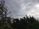 阴天下的树林景象