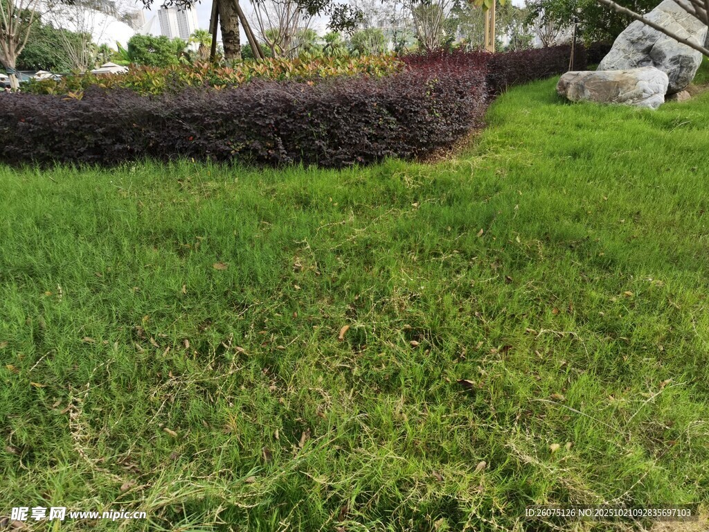 翠绿草坪与多彩灌木景观