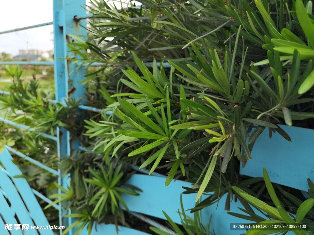 蓝色架上的翠绿植物