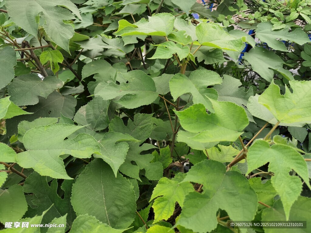 绿叶繁茂的植物景象