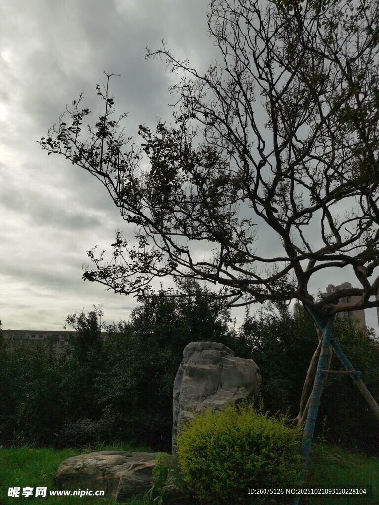 枯树旁的石碑与绿植