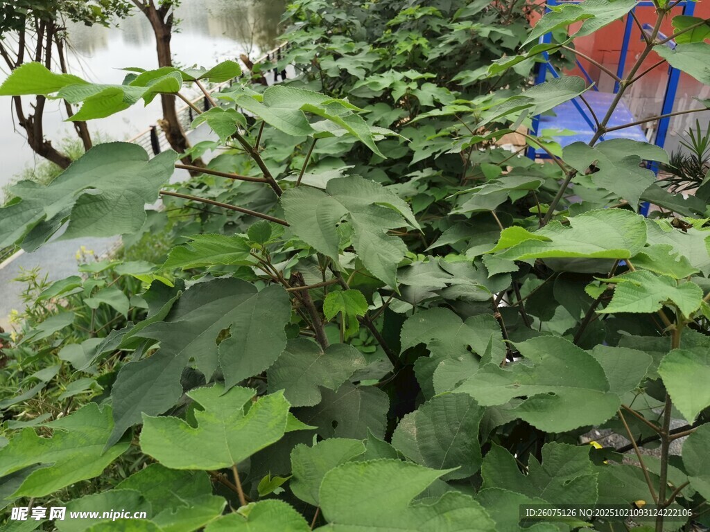 繁茂绿植景观