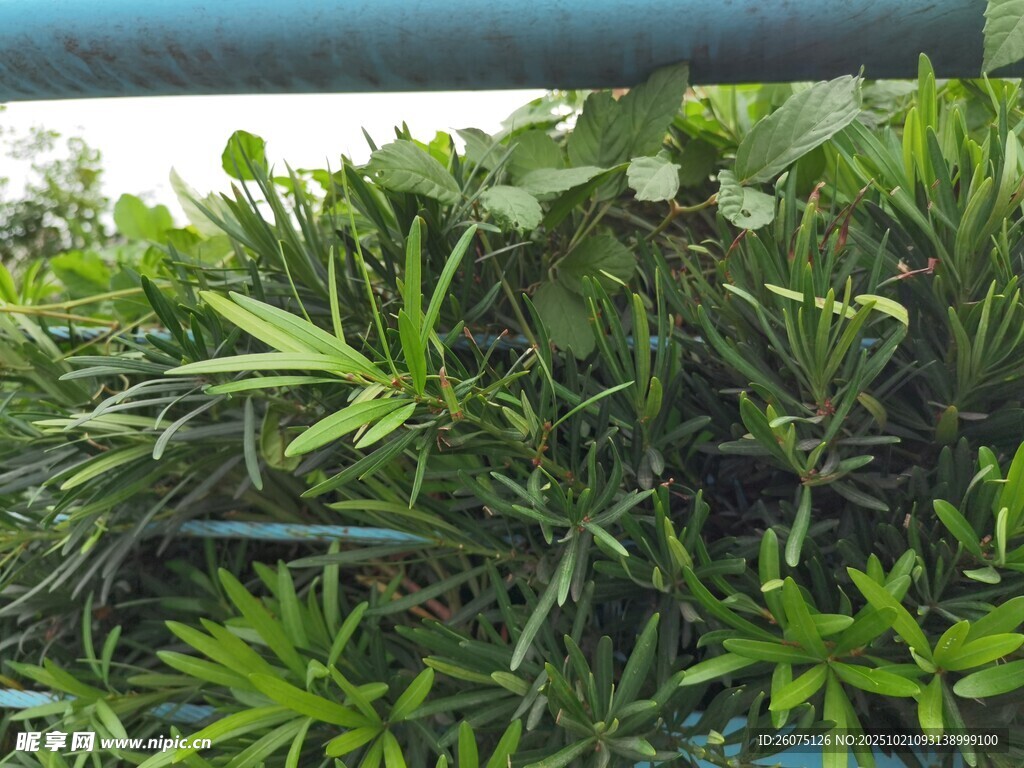 翠绿繁茂的丛生植物