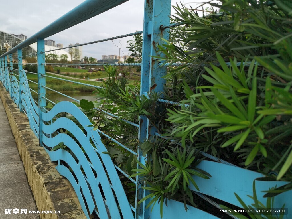 蓝色护栏旁的葱郁绿植