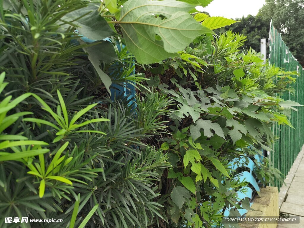 繁茂绿植景观