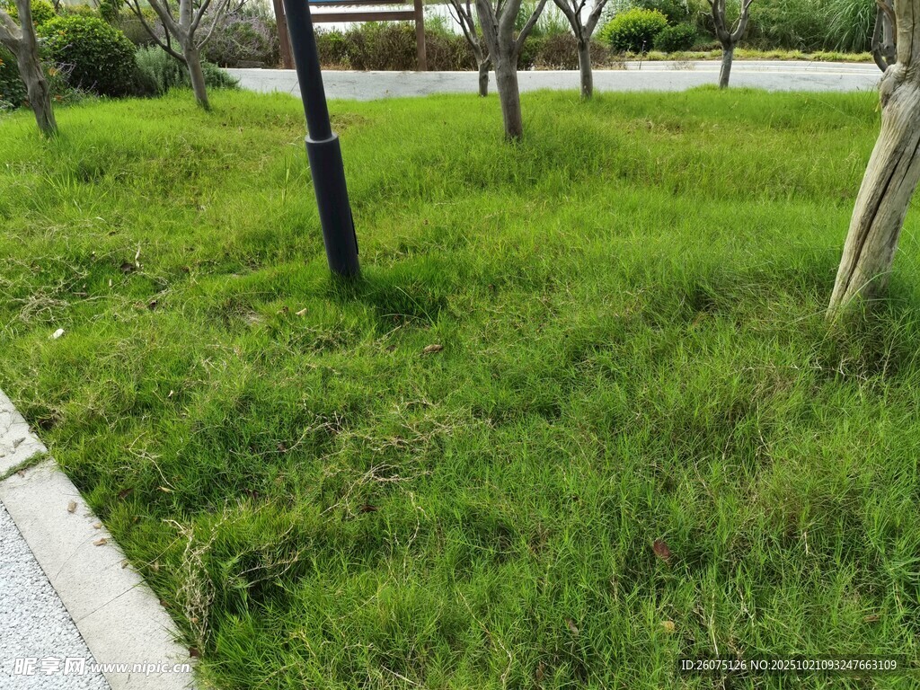 路边翠绿草地景观