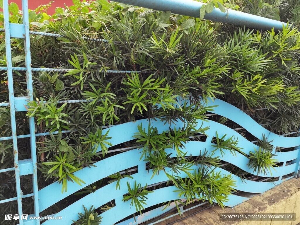 蓝色波浪形绿植围栏