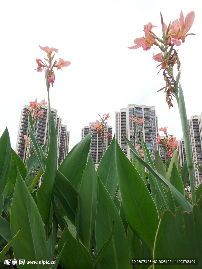 城市中绽放的鲜艳美人蕉