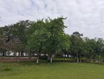 绿意盎然的户外草地景观