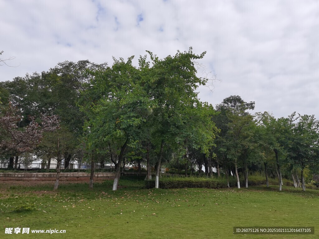 绿意盎然的户外草地景观