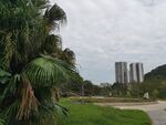 城市边的绿植与高楼景观