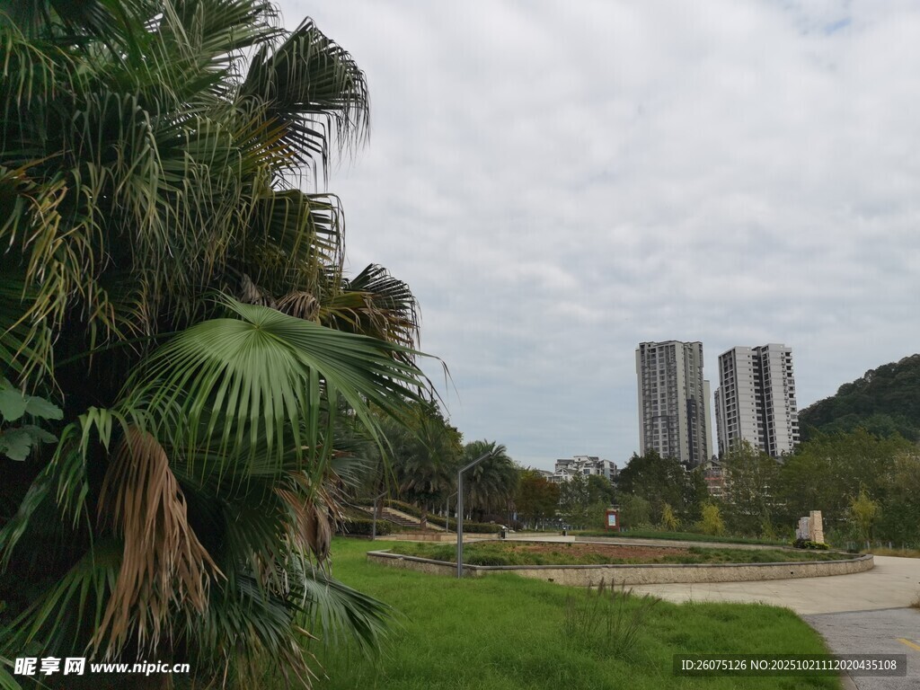 城市边的绿植与高楼景观