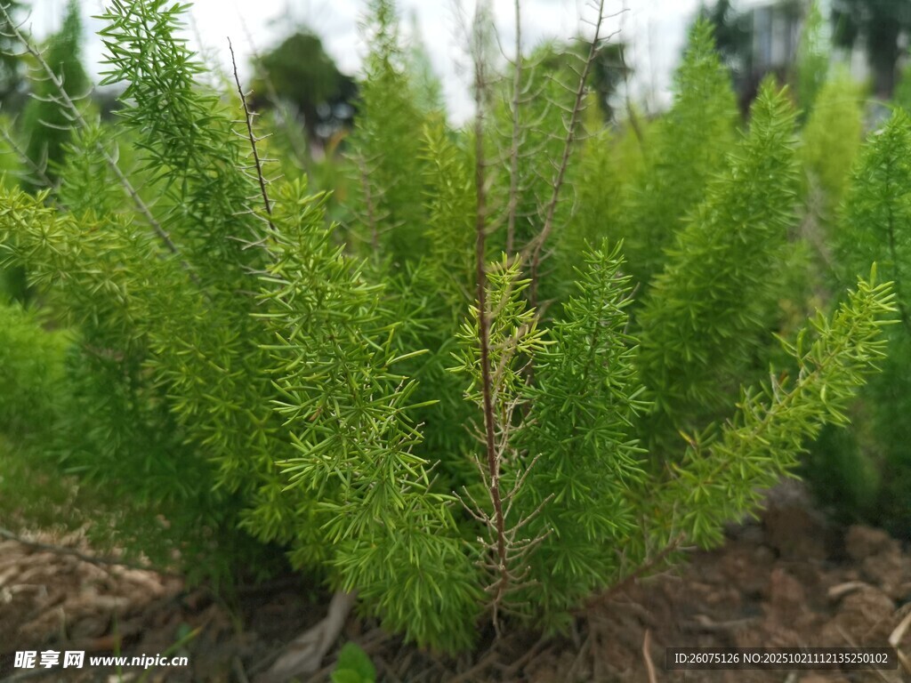 嫩绿松树苗生机盎然