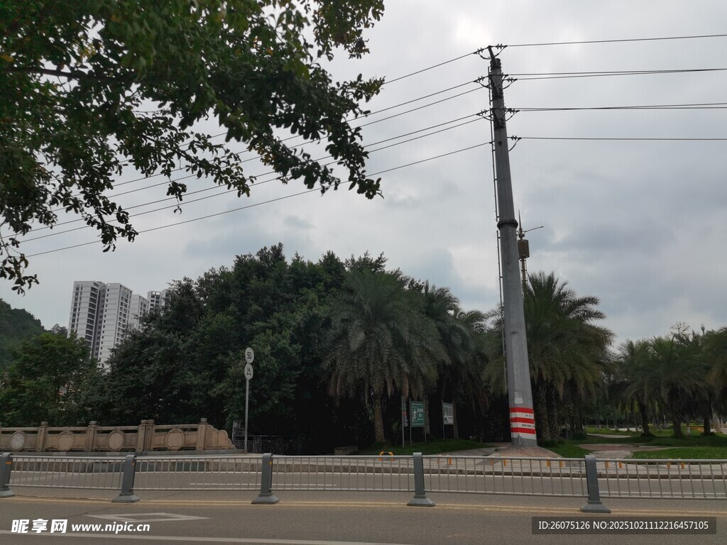 城市道路旁的电线杆与绿树