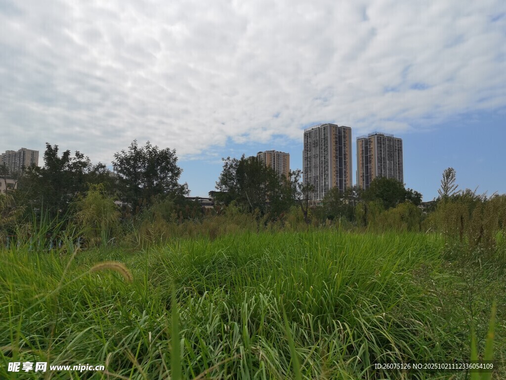 城市草地与远处高楼景观