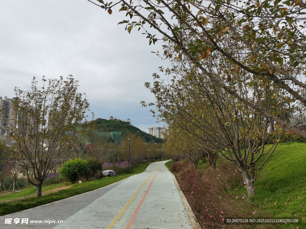乡村公路旁的春日景致
