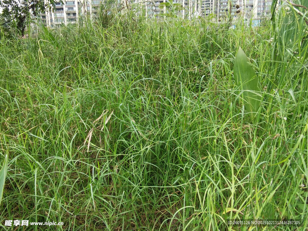 野外茂盛的绿色草丛