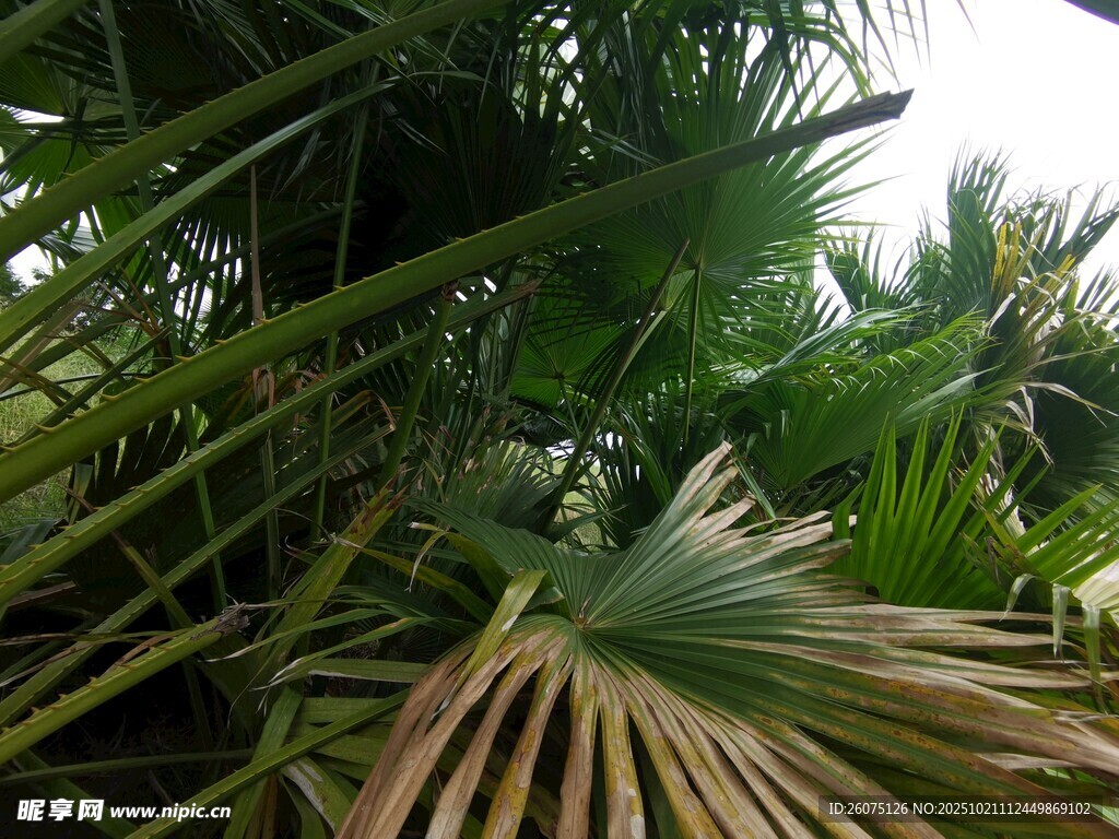 热带植物景观特写